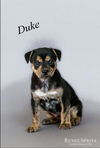 Duke