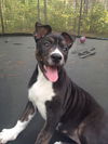 Darcie