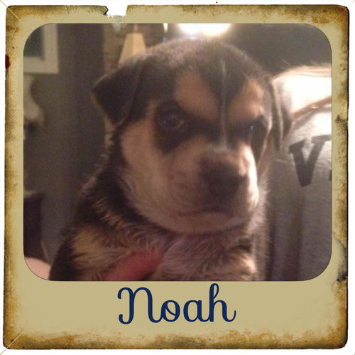 Noah
