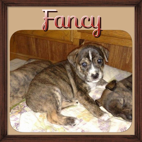Fancy