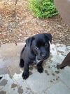 Libby
