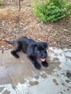 Libby