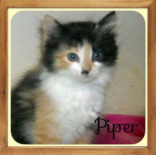 Piper