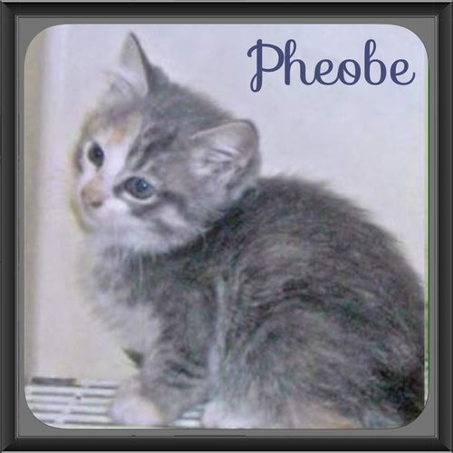 Pheobe