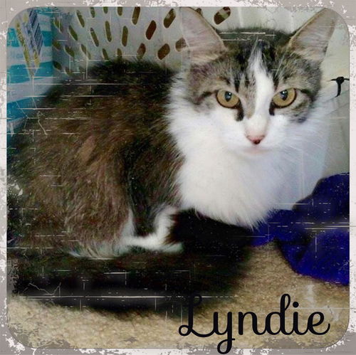 Lyndie