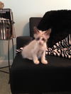 Finley