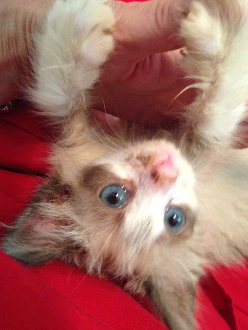 Willow