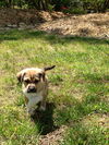 Sawyer