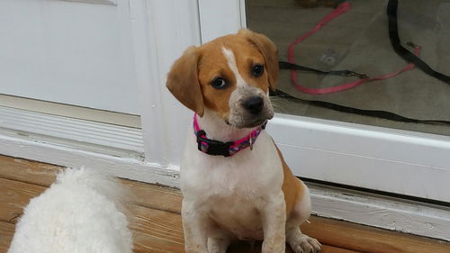 LuLu