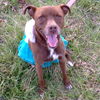 Josie