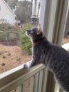 Izzy