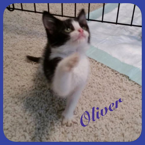 oliver