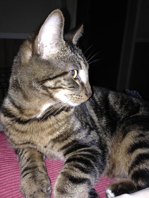 Gus