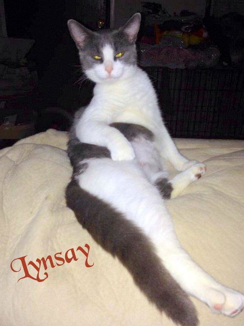 Lynsay