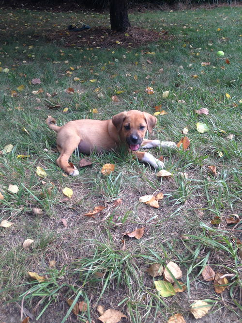 Sadie