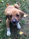 Sadie