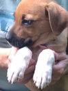Sadie