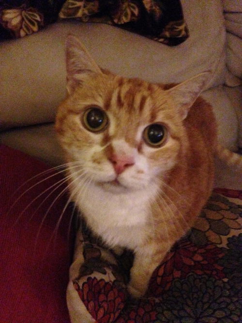 BeBe