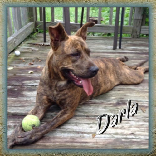 Darla
