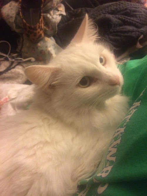 Fluff