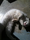 Fluff