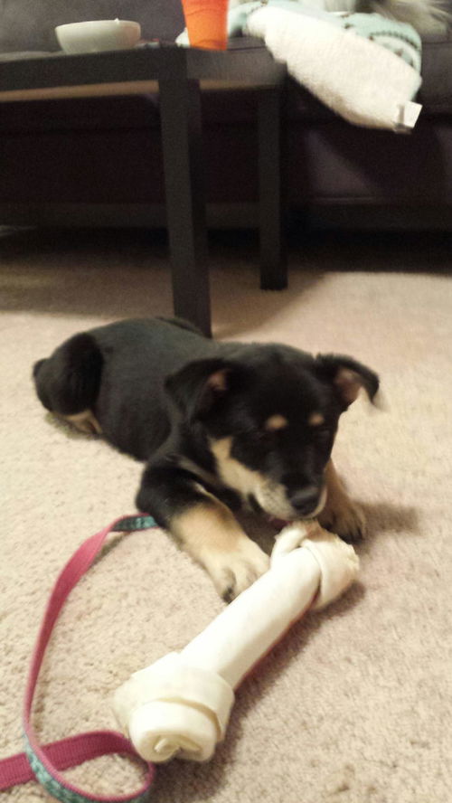Harlee