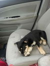 Harlee
