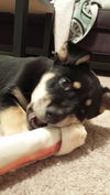 Harlee