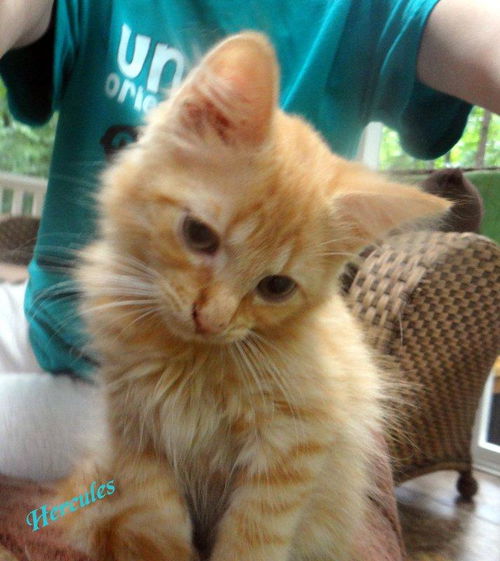 Hercules
