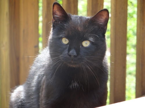 Sebastian