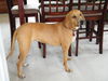 Holly
