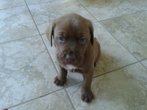 Hershey