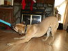 Sawyer