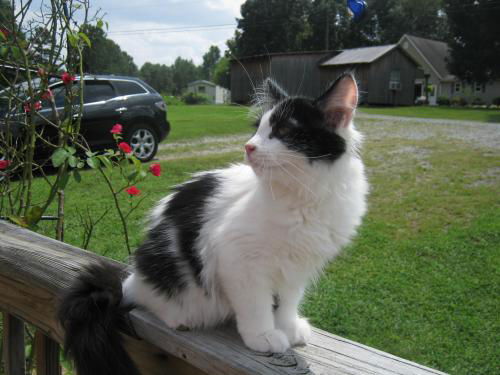Ozzie