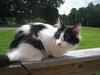 Ozzie