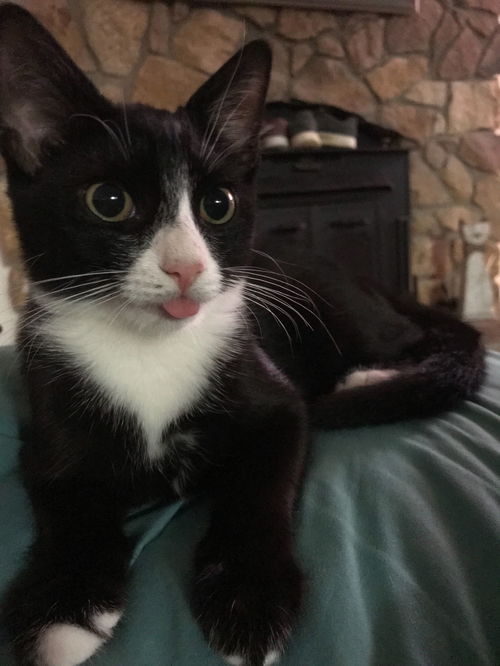 BeeBoops