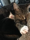 BeeBoops