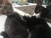 BeeBoops