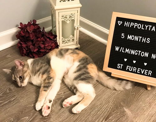 Hippolyta