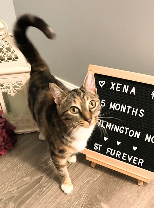 Xena