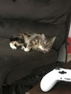 Xena