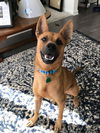 Ranger (Apollo)