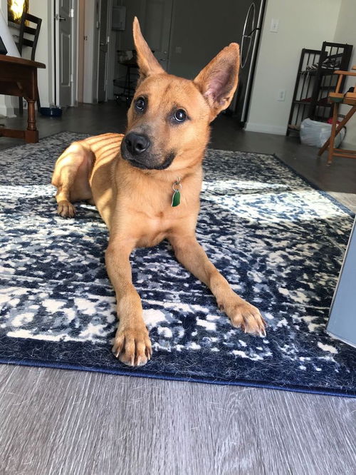 Ranger (Apollo)