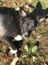 Auggie
