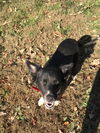 Auggie