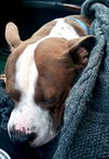 Axel