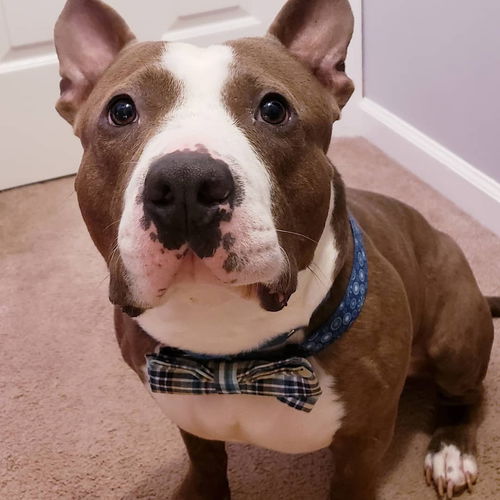 Axel