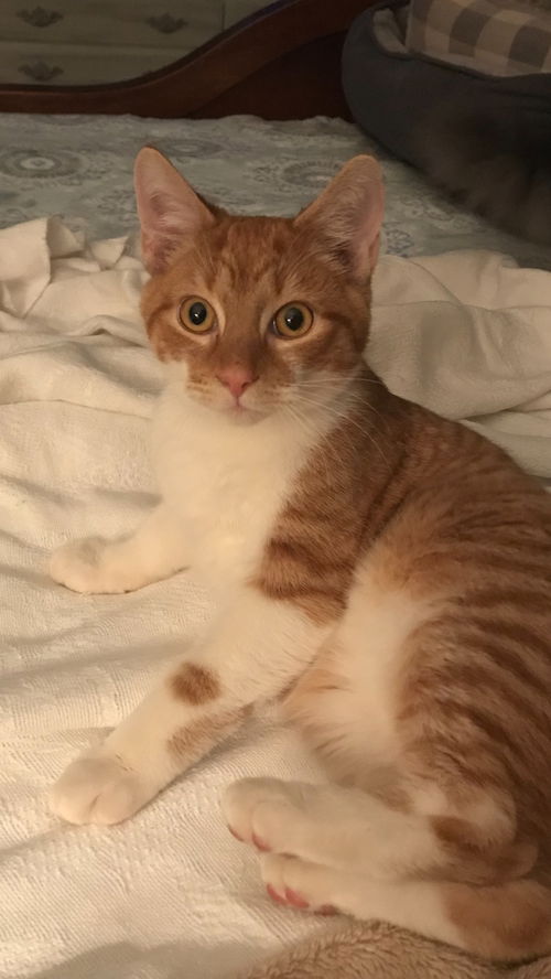 Punkin