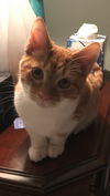 Punkin
