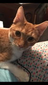 Punkin